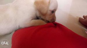 Labra pup male 40 days old pure breed