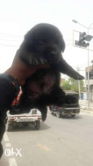 Labra pups for sell
