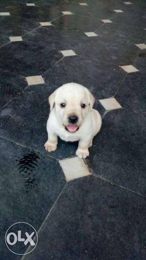 Labradog puppies best quality for details contact