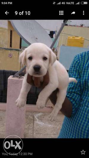 Labrador Male Puppy Available in bangalore