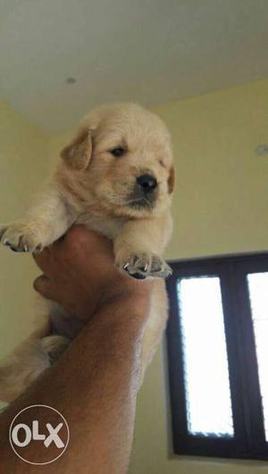 Labrador cute pups available at affordable price