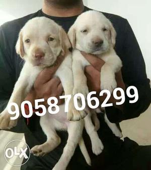 Labrador female puppy available in pure quality
