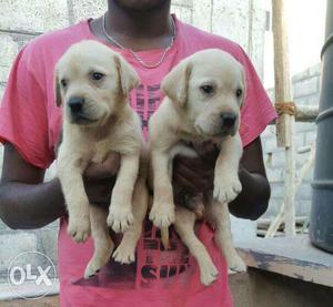 Labrador female puppy avilable for show home.