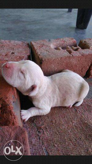 Labrador fimale high quality 10 day  only