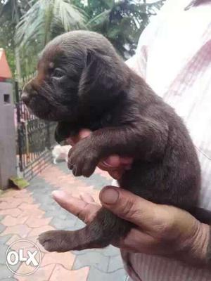 Labrador heavy black,yellow&chocolate puppies for
