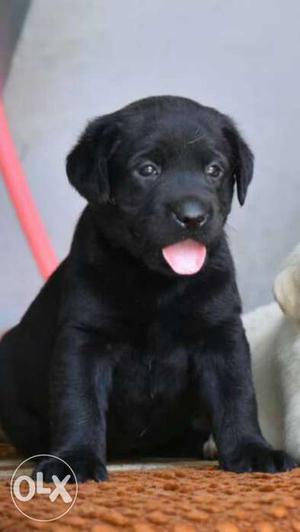 Labrador male pup good quality available..