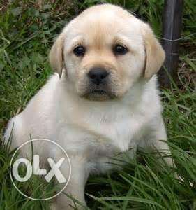 Labrador male puppy 35 days old
