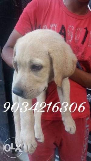 Labrador male sale at lowest prize 2 month old