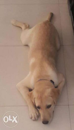 Labrador pup for immediate sale.