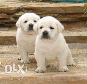 Labrador puppies