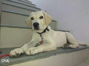 Labrador puppy available kundapura