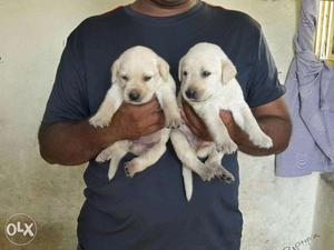 Labrador puppy/dog for sale find a warm and intelligent bud