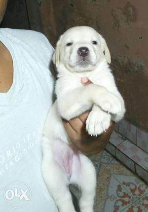 Labrador puppy's for sale...female cream colour