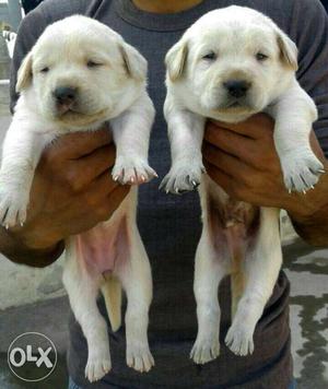 Labrador pups male and female available.