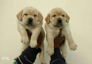 Labrador pups male and female available high