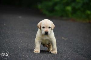 Labrador retriever. 1 month old. cute.. urgent