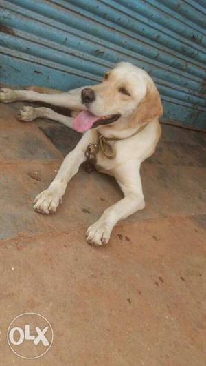 Labroder dog 2 yrs male urgent sale and fixed price