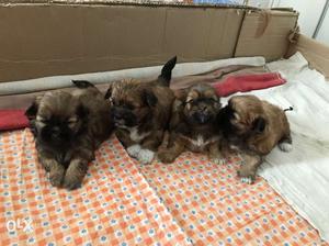 Lahsa apso pups.. 22days old v active n healthy
