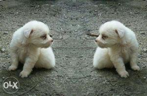 Lhasa Apso puppy Female one number healthy puppy O555O5