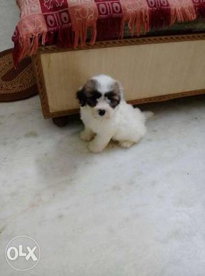 Lhasa apso male puppy available...price not