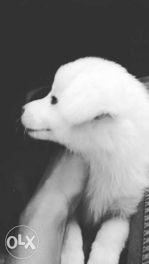 Long Coated White Puppy Grayscale Photo