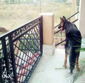 Long coat GSD 10 month old.very active nd healthy