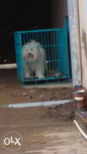 Long-coated White Dog In Crate