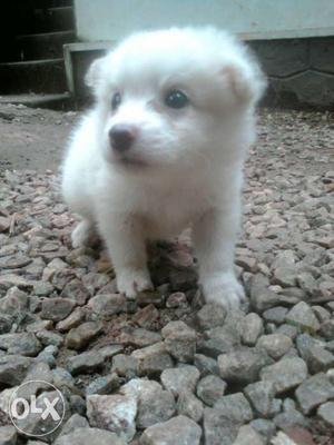 Long-coated White Puppy
