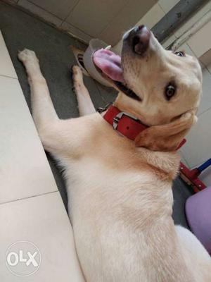 Male Labrador 8 month completed all vaccinations