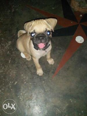 Male Pug 2 month active puppy