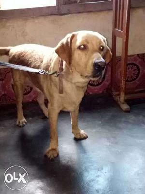 Male lab for sell 16 months. fixed price