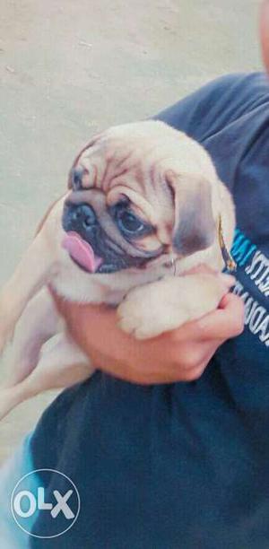 Male pug puppies very active and healthy puppies