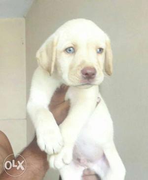 Male puppy available..