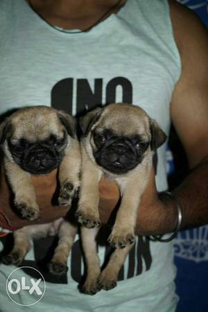 Mast pug puppies top quality full healthy heavy