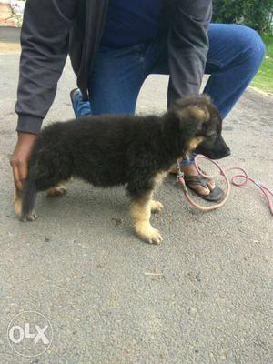 Medium coat gsd male puppy for sale my phone