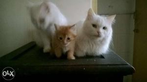 Mixed breed cats. A pair (full white) and a