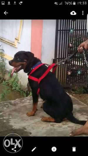 My male Rottweiler is ready for mating looking for femal