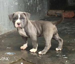 No 1 American bully dog's puppy for sale in Pune