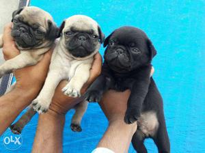 O6 pug puppy 35 days old black and faan top quality