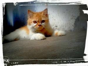 Orange And White Long-coated Kitten