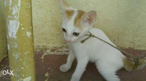 Orange And White Mix Tabby Kitten Just 1.5 months kitten So