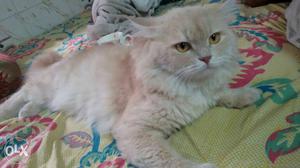 Orange Persian male cat