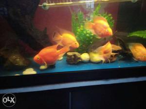 Orange Pet Fishes