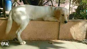 Original Labrador