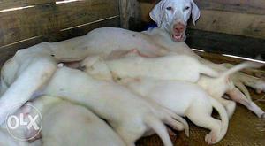 Original Rajapalayam Puppies Available...