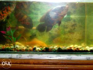 Oscar fish. size 8inch -01no. & 6inch-02nos