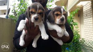 Outstanding Beagle pups available-Faith kennel