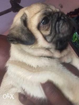 PUG male puppy with kci certificate by hand and