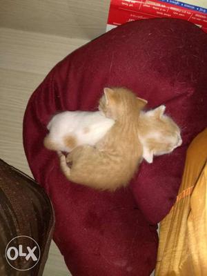 Pair ko kitten cat for just 500