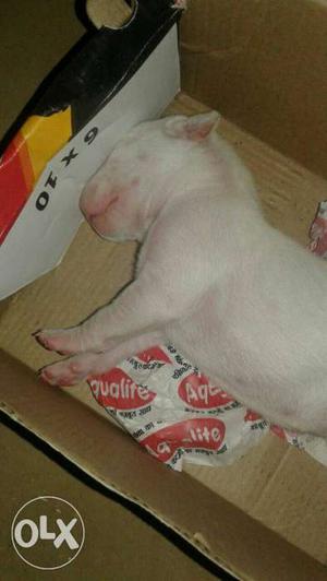 Pak bully female only one 100%pure paisea di lod